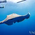 Pink whipray (Himantura fai), photo taken in Maldives, Male Atoll, South Male Atoll, Shark Tank