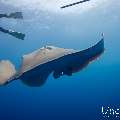 Pink whipray (Himantura fai), photo taken in Maldives, Male Atoll, South Male Atoll, Shark Tank