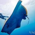 Pink whipray (Himantura fai), photo taken in Maldives, Male Atoll, South Male Atoll, Shark Tank