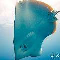 Pink whipray (Himantura fai), photo taken in Maldives, Male Atoll, South Male Atoll, Shark Tank