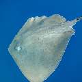 Pink whipray (Himantura fai), photo taken in Maldives, Male Atoll, South Male Atoll, Shark Tank