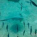 Cowtail Stingray (Pastinachus sephen), photo taken in Maldives, Male Atoll, South Male Atoll, Shark Tank