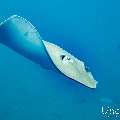 Pink whipray (Himantura fai), photo taken in Maldives, Male Atoll, South Male Atoll, Shark Tank