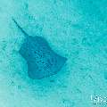 Marbled Stingray (Himantura oxyrhyncha), photo taken in Maldives, Male Atoll, South Male Atoll, Shark Tank