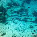 Big Eye Barracuda (Sphyraena fosteri), photo taken in Maldives, Male Atoll, South Male Atoll, Shark Tank