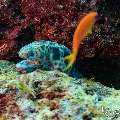 Tiger reefs-eel (Scuticaria tigrina), photo taken in Maldives, Male Atoll, South Male Atoll, Shark Tank
