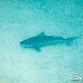 Tiger Shark (Galeocerdo cuvier), photo taken in Maldives, Male Atoll, South Male Atoll, Shark Tank