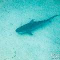 Tiger Shark (Galeocerdo cuvier), photo taken in Maldives, Male Atoll, South Male Atoll, Shark Tank