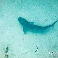 Tiger Shark (Galeocerdo cuvier), photo taken in Maldives, Male Atoll, South Male Atoll, Shark Tank