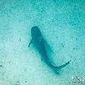 Tiger Shark (Galeocerdo cuvier), photo taken in Maldives, Male Atoll, South Male Atoll, Shark Tank