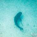 Tiger Shark (Galeocerdo cuvier), photo taken in Maldives, Male Atoll, South Male Atoll, Shark Tank