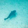Tiger Shark (Galeocerdo cuvier), photo taken in Maldives, Male Atoll, South Male Atoll, Shark Tank