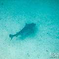Tiger Shark (Galeocerdo cuvier), photo taken in Maldives, Male Atoll, South Male Atoll, Shark Tank