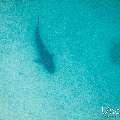 Tiger Shark (Galeocerdo cuvier), photo taken in Maldives, Male Atoll, South Male Atoll, Shark Tank