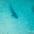 Tiger Shark (Galeocerdo cuvier), photo taken in Maldives, Male Atoll, South Male Atoll, Shark Tank
