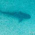 Tiger Shark (Galeocerdo cuvier), photo taken in Maldives, Male Atoll, South Male Atoll, Shark Tank