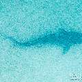Tiger Shark (Galeocerdo cuvier), photo taken in Maldives, Male Atoll, South Male Atoll, Shark Tank