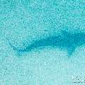 Tiger Shark (Galeocerdo cuvier), photo taken in Maldives, Male Atoll, South Male Atoll, Shark Tank