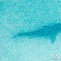 Tiger Shark (Galeocerdo cuvier), photo taken in Maldives, Male Atoll, South Male Atoll, Shark Tank