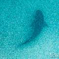 Tiger Shark (Galeocerdo cuvier), photo taken in Maldives, Male Atoll, South Male Atoll, Shark Tank