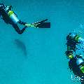 , photo taken in Maldives, Male Atoll, South Male Atoll, Shark Tank