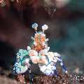 Harlequin shrimp (Hymenocera picta), photo taken in Indonesia, Bali, Tulamben, Seraya Secrets