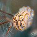 Nudibranch (Doto Greenamayeri), photo taken in Indonesia, Bali, Tulamben, Melasti