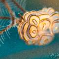 Nudibranch (Doto Greenamayeri)