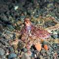Day Octopus (Octopus cyanea), photo taken in Indonesia, Bali, Tulamben, Melasti