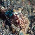 Day Octopus (Octopus Cyanea)