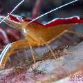 Hump-back cleaner shrimp (Lysmata amboinensis), photo taken in Indonesia, Bali, Tulamben, Pantai Lahar