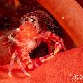 Pink Soft Coral Porcelain Crab (Pachycheles Sp.)