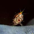 Dalmatian ladybug amphipod (Cyproideidae sp.), photo taken in Indonesia, Bali, Tulamben, Ulami
