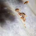 Dalmatian Ladybug Amphipod (Cyproideidae Sp.)