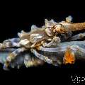 Xeno Crab (Xenocarcinus Tuberculatus), photo taken in Indonesia, Bali, Tulamben, Melasti