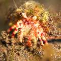 Warty-leg Hermit Crab (Dardanus Impressus)