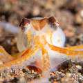 Juvenile, Long Arm Octopus (Abdopus sp.), photo taken in Indonesia, Bali, Tulamben, Seraya Secrets