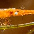 Ocellated tozeuma shrimp (Tozeuma lanceolatum), photo taken in Indonesia, Bali, Tulamben, Seraya Secrets