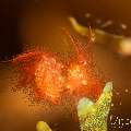 Hairy shrimp (Phycocaris simulans), photo taken in Indonesia, Bali, Tulamben, Seraya Secrets