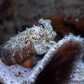 Crinoid cuttlefish (Sepia Sp 2), photo taken in Indonesia, Bali, Tulamben, Batu Niti Slope