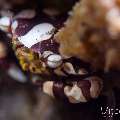 Harlequin Swimmer Crab (Lissocarcinus laevis), photo taken in Indonesia, Bali, Tulamben, Tukad Linggah