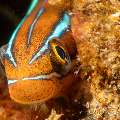 Bluestriped Fangblenny (Plagiotremus Rhinorhynchos)