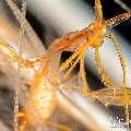 Golden-lined skeleton shrimp (Protella sp.), photo taken in Indonesia, Bali, Tulamben, Bulakan Slope