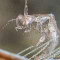 Skeleton Shrimp (Caprellidae), photo taken in Indonesia, Bali, Tulamben, Bulakan Slope