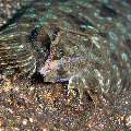 Flounder (Engyprosopon), Long Arm Octopus (Abdopus sp.), photo taken in Indonesia, Bali, Tulamben, Sidem