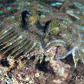 Flounder (Engyprosopon), Long Arm Octopus (Abdopus sp.), photo taken in Indonesia, Bali, Tulamben, Sidem
