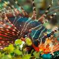 Broadbarred firefish (Pterois antennata), photo taken in Indonesia, Bali, Tulamben, Sidem