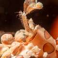 Harlequin shrimp (Hymenocera picta), photo taken in Indonesia, Bali, Tulamben, Batu Niti Slope