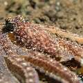 Long Arm Octopus (Abdopus sp.), photo taken in Indonesia, Bali, Tulamben, Melasti