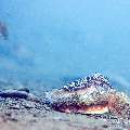 Broadclub cuttlefish (Sepia latimanus), photo taken in Indonesia, Bali, Tulamben, Segara